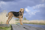 Airedale Terrier
