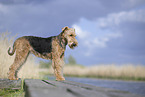 Airedale Terrier