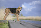 Airedale Terrier