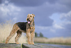 Airedale Terrier