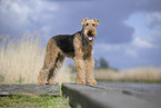 Airedale Terrier