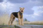 Airedale Terrier