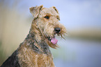 Airedale Terrier