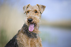 Airedale Terrier