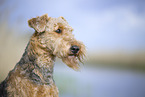 Airedale Terrier