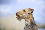 Airedale Terrier