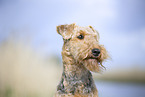 Airedale Terrier