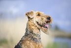 Airedale Terrier