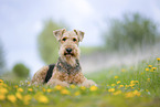 Airedale Terrier