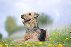 Airedale Terrier