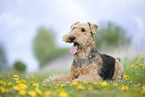 Airedale Terrier
