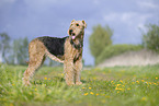 Airedale Terrier