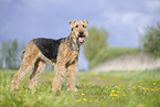 Airedale Terrier