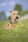 Airedale Terrier