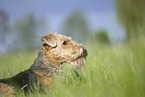 Airedale Terrier