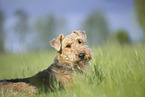 Airedale Terrier