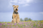 Airedale Terrier
