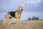 Airedale Terrier