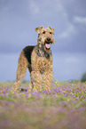 Airedale Terrier
