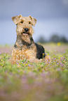 Airedale Terrier