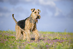 Airedale Terrier