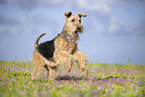 Airedale Terrier