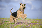 Airedale Terrier