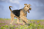 Airedale Terrier
