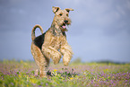 Airedale Terrier