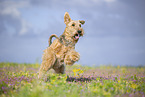 Airedale Terrier
