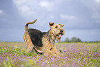 Airedale Terrier