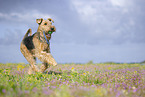 Airedale Terrier