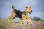 Airedale Terrier