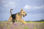 Airedale Terrier