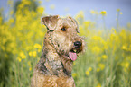 Airedale Terrier