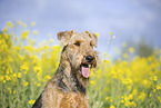 Airedale Terrier