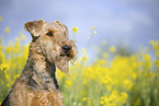 Airedale Terrier