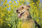 Airedale Terrier