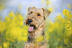 Airedale Terrier