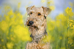 Airedale Terrier