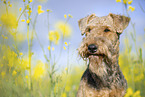 Airedale Terrier