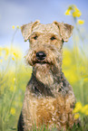 Airedale Terrier