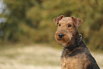 Airedale Terrier