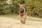 Airedale Terrier