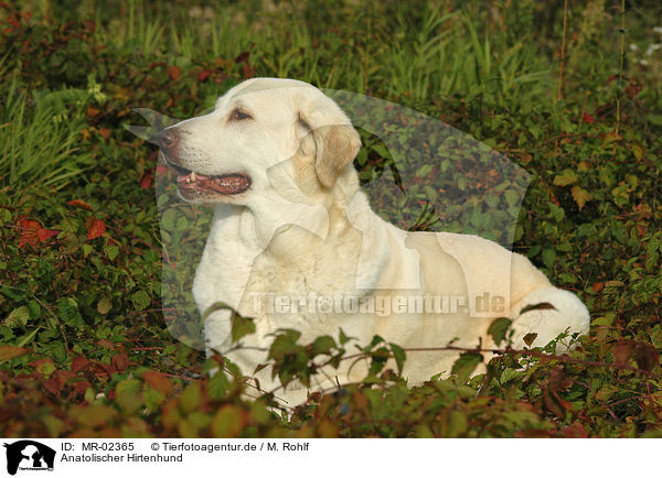 Anatolischer Hirtenhund / MR-02365