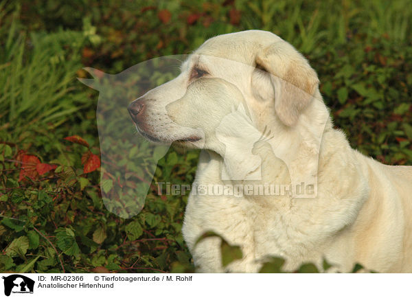 Anatolischer Hirtenhund / MR-02366