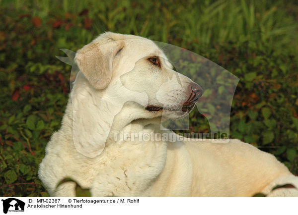 Anatolischer Hirtenhund / MR-02367