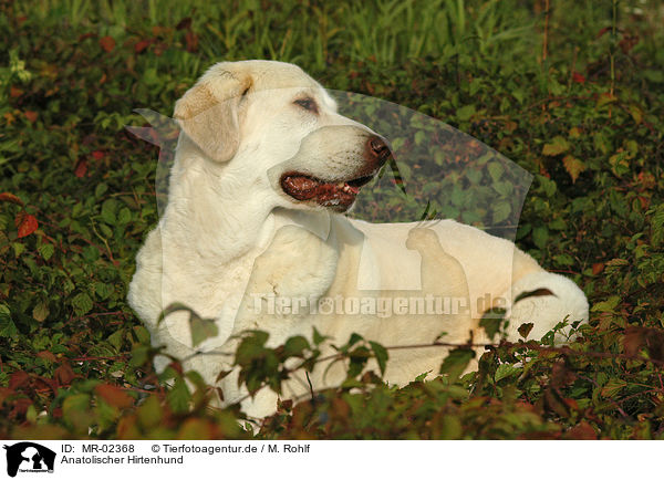 Anatolischer Hirtenhund / MR-02368