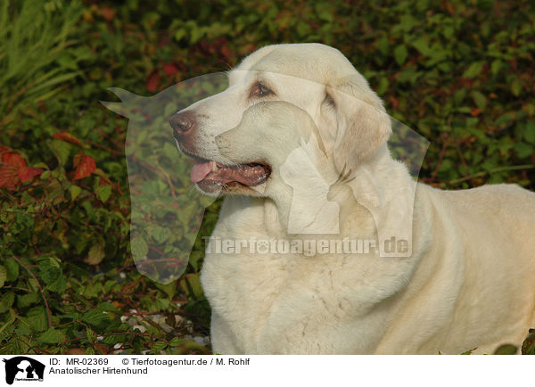 Anatolischer Hirtenhund / MR-02369
