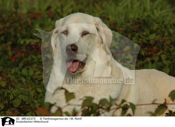 Anatolischer Hirtenhund / MR-02370